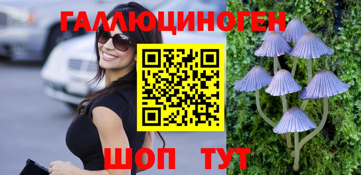 Псилоцибиновые грибы Psilocybe Гурьевск